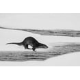 thumbnail image 2 of The Yellowstone Collection 18x13 White Modern Wood Framed Museum Art Print Titled - River Otter Diving, Yellowstone National Park, 2 of 4