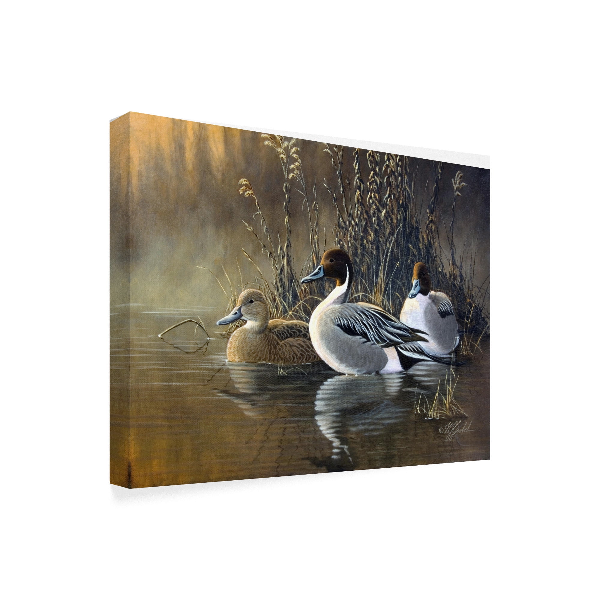 Trademark Fine Art 'Pintail Trios' Canvas Art by Wilhelm Goebel