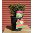 thumbnail image 2 of Maires Heather - Calluna vulgaris Maires | 1 Gallon Size Container | Green Promise Farms, 2 of 2