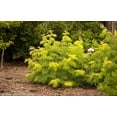 thumbnail image 6 of RedCrocus Lemony Lace Elderberry Sambucus racemosa Variegated Foliage Bush for Garden Borders & Containers  3 Gallon, 6 of 17