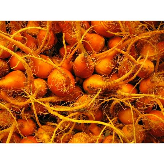 Kraft Carrots Wall Decal