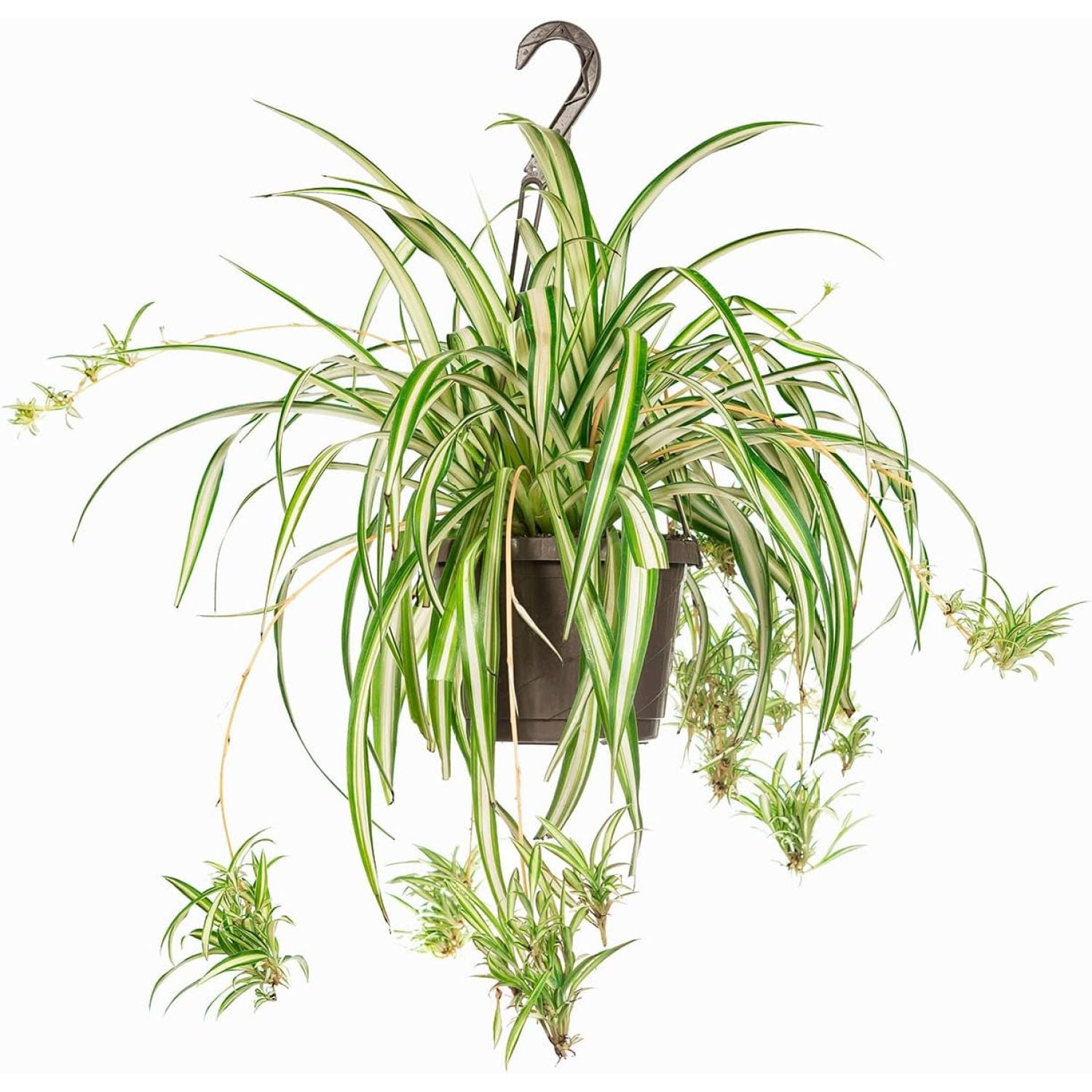 HYYYYH Spider Plant Hanging Basket 8 Inch Live Houseplant for Indoor