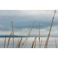 thumbnail image 2 of Erin Berzel 32x23 White Modern Wood Framed Wall Art Titled - Whidbey Grass I, 2 of 5