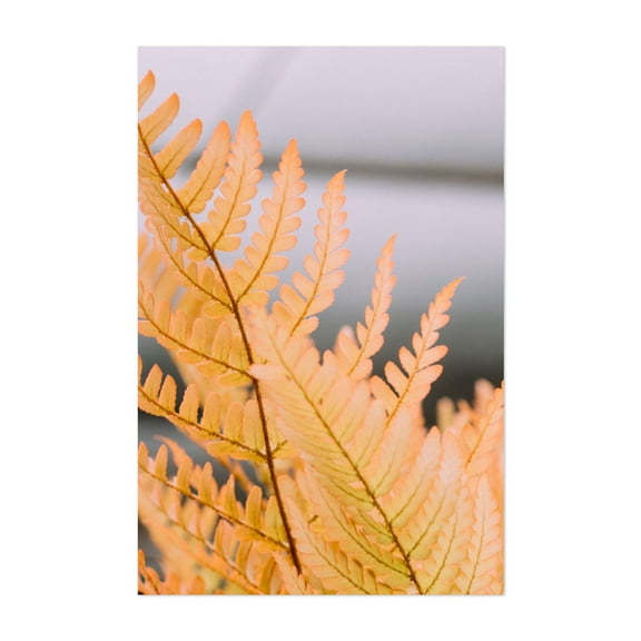 Yellow Fern - Visalia California Photography Botanical Autumn Nature Pastel Floral Minimalist Tropical Unframed Wall Art Print 4 x 6 inches