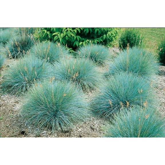 Blue Fescue 'Elijah Blue' Ornamental Grass - Live Starter Plant