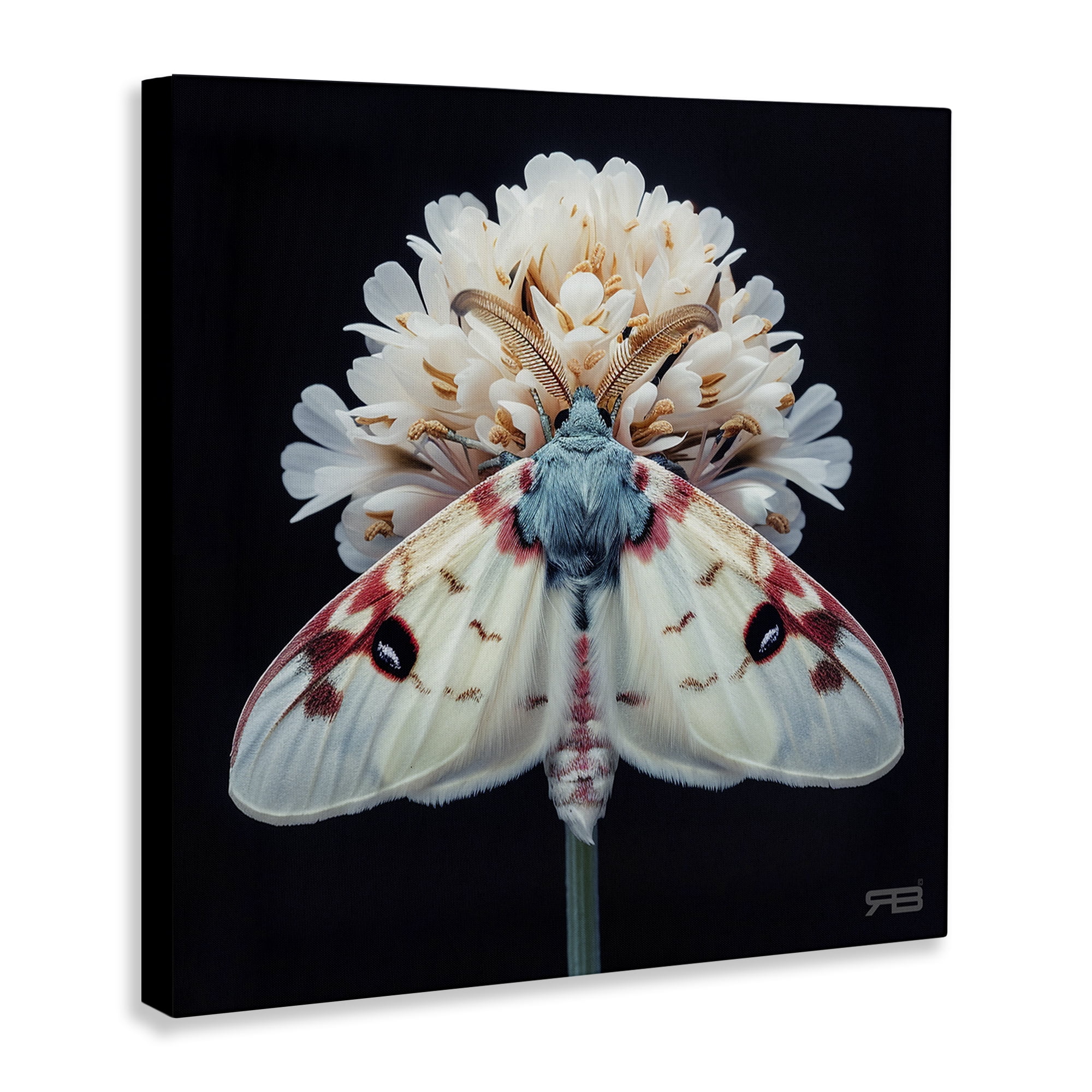 Stupell Industries Moth & White Flowers Animals & Insects Painting Gallery Wrapped Canvas Art Print Wall Art, 17 x 17