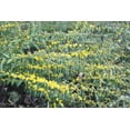 thumbnail image 3 of Blue Stem Goldenrod, 3 of 4
