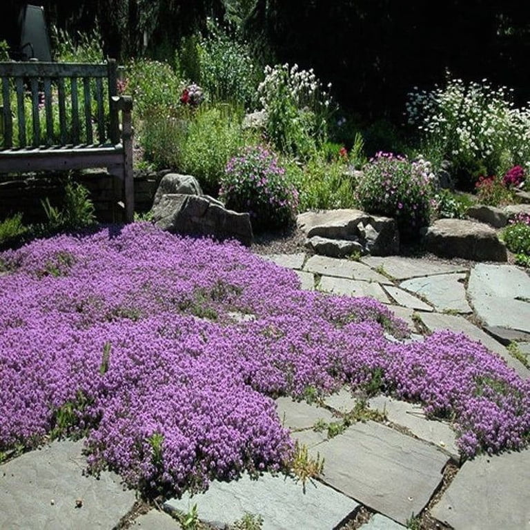 Creeping thyme spreading between garden stepping stones
