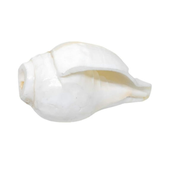 Natural Blowing Shankh, Medium Size, for Puja & Aarti By Indian Collectible