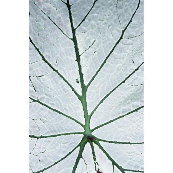 Posterazzi DPI1888544LARGE Leaf Hortus Botanicus , Close-Up Poster Print, 22 x 34 - Large