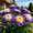 F, variant on Peony,Shade Plant for Gardens-Easy Grow-Low Maintenance-Ideal for Beds Borders, Plant Pots & Planters
