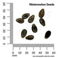 thumbnail image 3 of Ferry-Morse Organic 750MG Watermelon Crimson Sweet Annual Fruit Seeds, Full Sun, 3 of 11