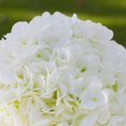 thumbnail image 3 of Enova Home Artificial Silk Hydrangea Faux Flowers Arrangement in Round Tapered Ceramic Pot for Home Office Wedding Decoration (Cream), 3 of 4