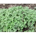 thumbnail image 3 of Earthcare Seeds - Horehound True Horehound 100 Seeds (Marrubium Vulgare) Heirloom - Open Pollinated, 3 of 5