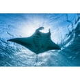 thumbnail image 3 of Gabriel, Barathieu 18x13 Black Modern Framed Museum Art Print Titled - Manta Ray, 3 of 5