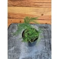 thumbnail image 2 of Asparagus Plumosa Fern, 2" Plant, The Plant Farm, 2 of 2
