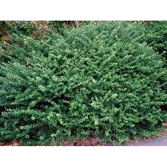 RedCrocus Ilex Crenata 'Convexa' Japanese Holly Live Plant, Evergreen Shrub for Hedges & Borders, Dense Rounded Habit, Sun/Part Shade  1 Gallon Nursery Pot