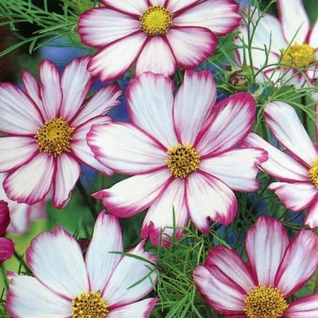

Cosmos CANDY STRIPED Pink White Petals 3-5 Great Cut Flowers Non-GMO 100 Seeds!