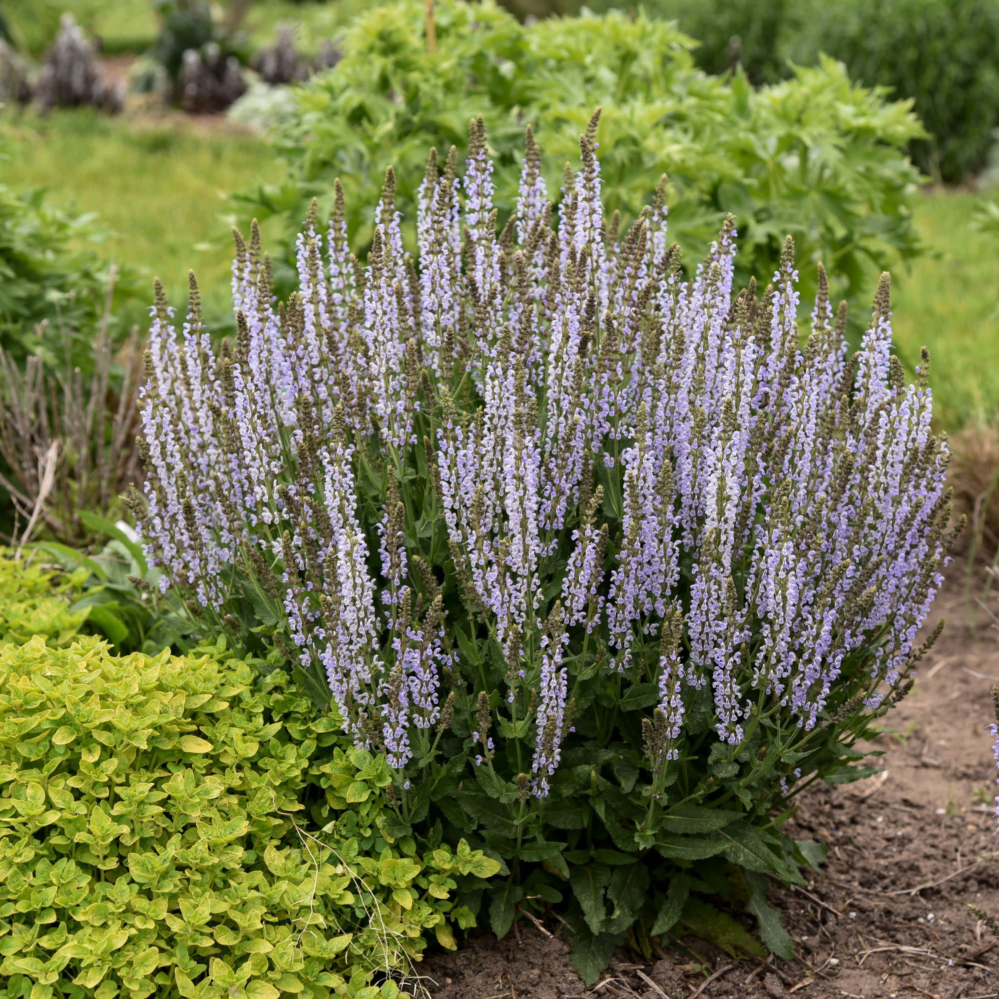 Proven Winners 6" Blue Profusion 'Perfect Profusion' Perennial Salvia Live Plant in 6.5" Pot