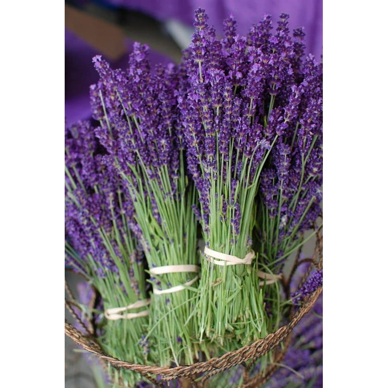 Live Aromatic and Edible Herb – Lavender – Naturally Improves Sleep –  Wrapped in Deco Cover – 14″ Tall by 6″ Wide in 1.25 Quart Pot