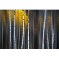 thumbnail image 2 of Hu, Andy 18x13 White Modern Wood Framed Museum Art Print Titled - Curtain of Fall, 2 of 4