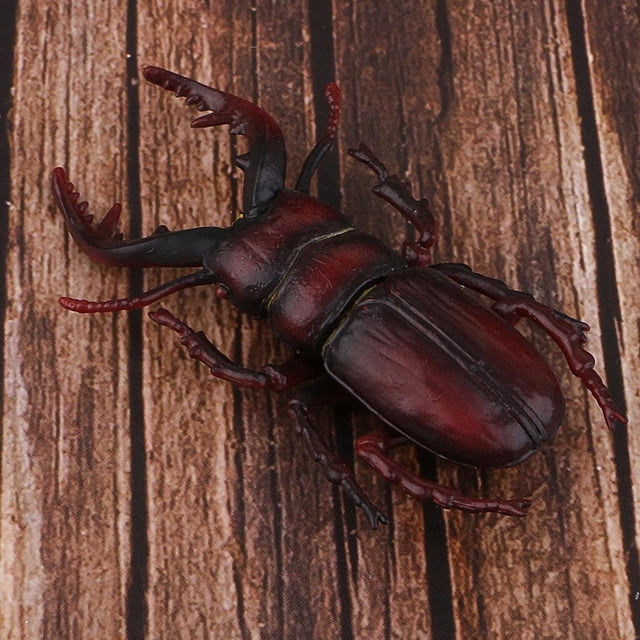 Juguete de modelo de animal para , material didáctico de ciencia escolar Hugo Juguete realista de insectos naturales
