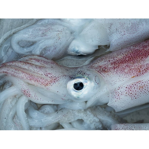 Как выглядит камень из игры в кальмара Seafood Octopus Fischer Squid Meal Eat Food Eye-11 Inch By 17 Inch Laminated Pos