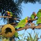 thumbnail image 5 of Housenatural Casa para pájaros mascotas, casa para loros, colibríes, pájaros, patio y jardín, 5 of 7