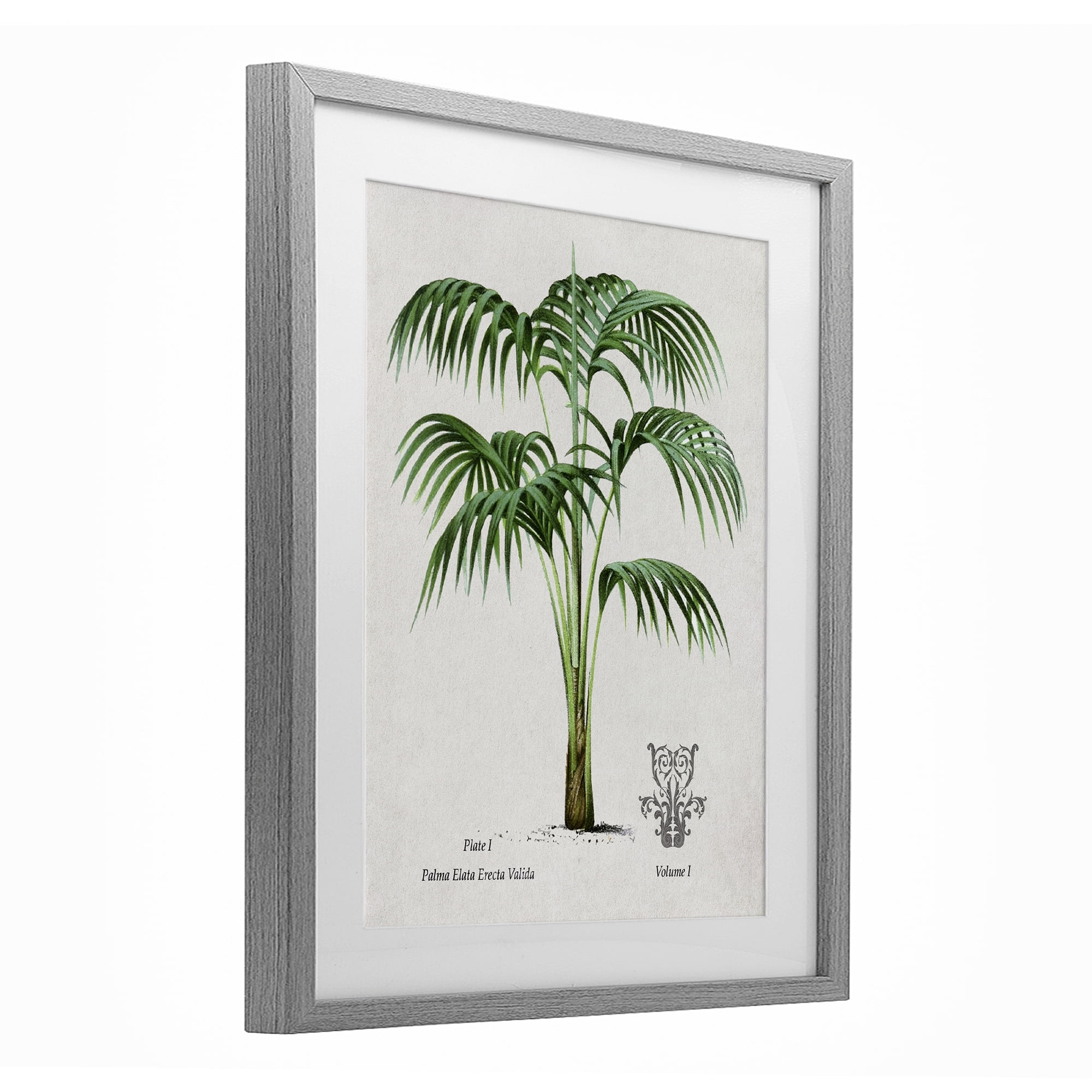 Stupell Industries Natural Palm Study Gray Framed Print Under Glass, design by Val Rhodes