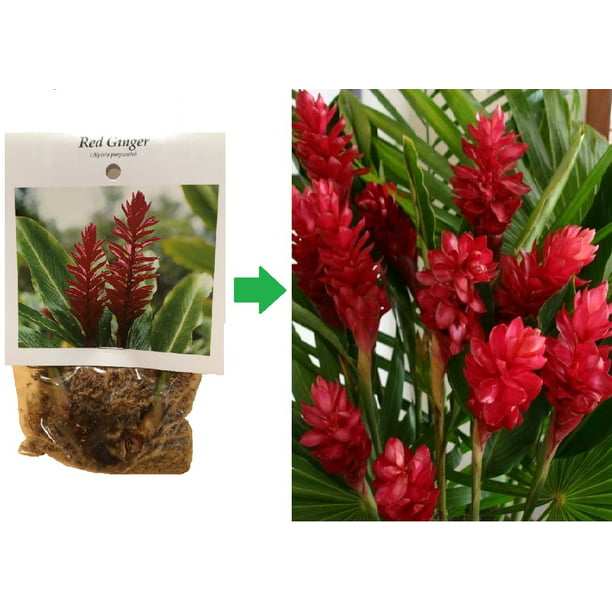Maori indsats Fortolke Red Ginger Plant Root - 1 Pack 2 Roots - Walmart.com