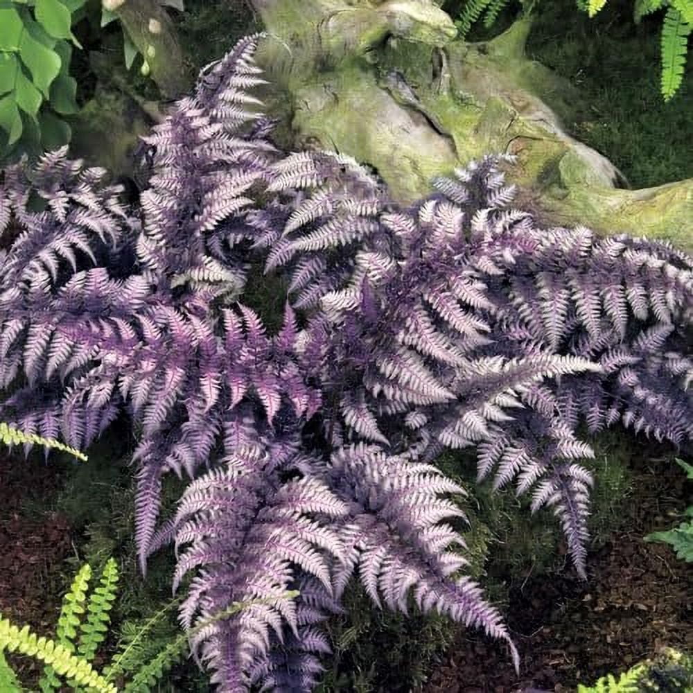 Japanese Painted Fern  3 Live Plants  Athyrium Niponicum  Shade Garden Essential  Lush Foliage Accent