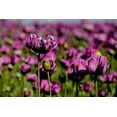 thumbnail image 6 of 500 Seeds LAUREN'S GRAPE POPPY Purple Papaver Somniferum Flower Seeds, 6 of 9