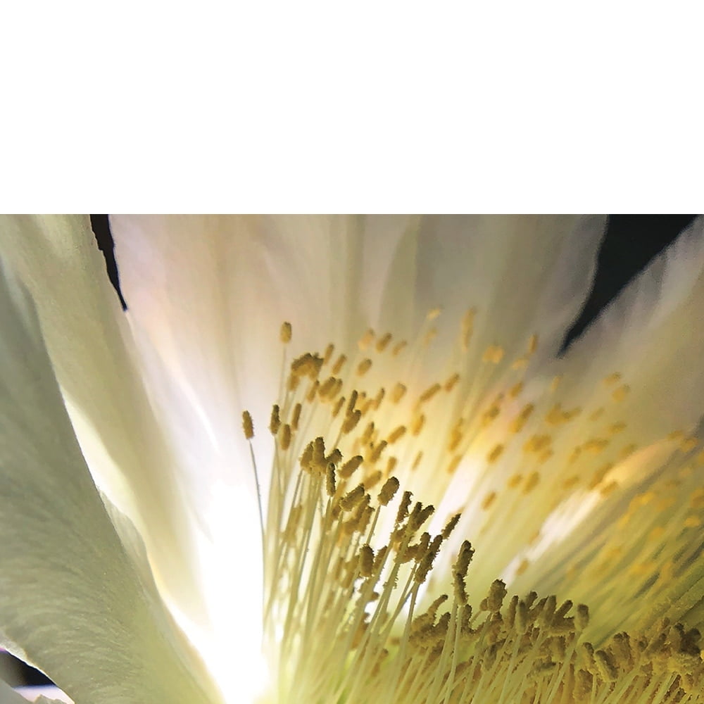 Bloom Parade By Photographer Steven A. Heller - 20"X30" Canvas