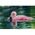 thumbnail image 2 of Jones, Adam 24x17 White Modern Wood Framed Museum Art Print Titled - Chilean flamingo swimming, 2 of 4