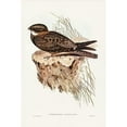 thumbnail image 2 of Gould, John 13x18 Black Modern Framed Museum Art Print Titled - White-throated Goat-sucker-Eurostopodus albogularis, 2 of 4