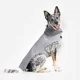 thumbnail image 1 of Chaleco Epernay Gris Para Perro Marca Mes Amis, 1 of 5