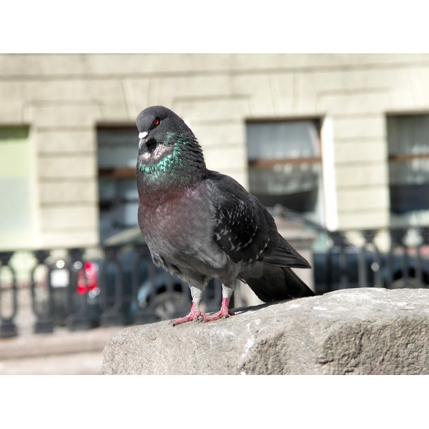 Grey Pigeon Fortnite Dove The Gray Pigeon Pigeon On The Parapet 20 Inch By 30 Inch Laminated Poster With Bright Colors And Vivid Imagery Fits Perfectly In Many Attractive Frames Walmart Com Walmart Com