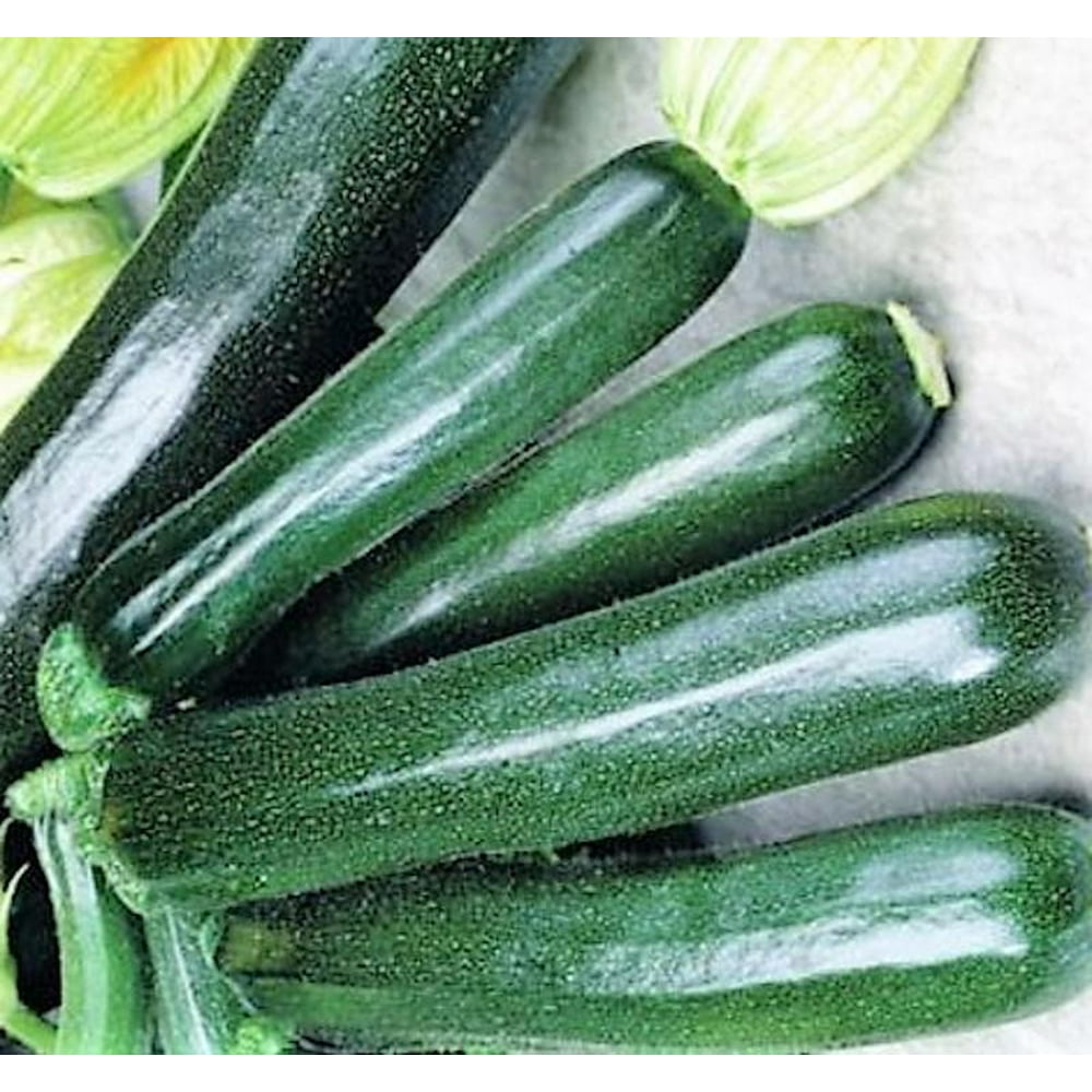 Zucchini Black Beauty Summer Squash Seeds