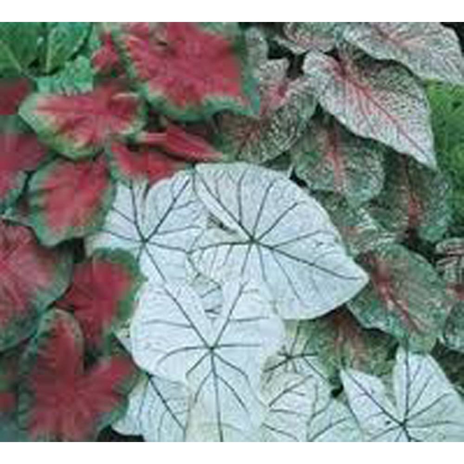 Caladium Bulbs, Fancy Mix, Pack of 15 Bulbs, Easy to Grow, Colorful Mix