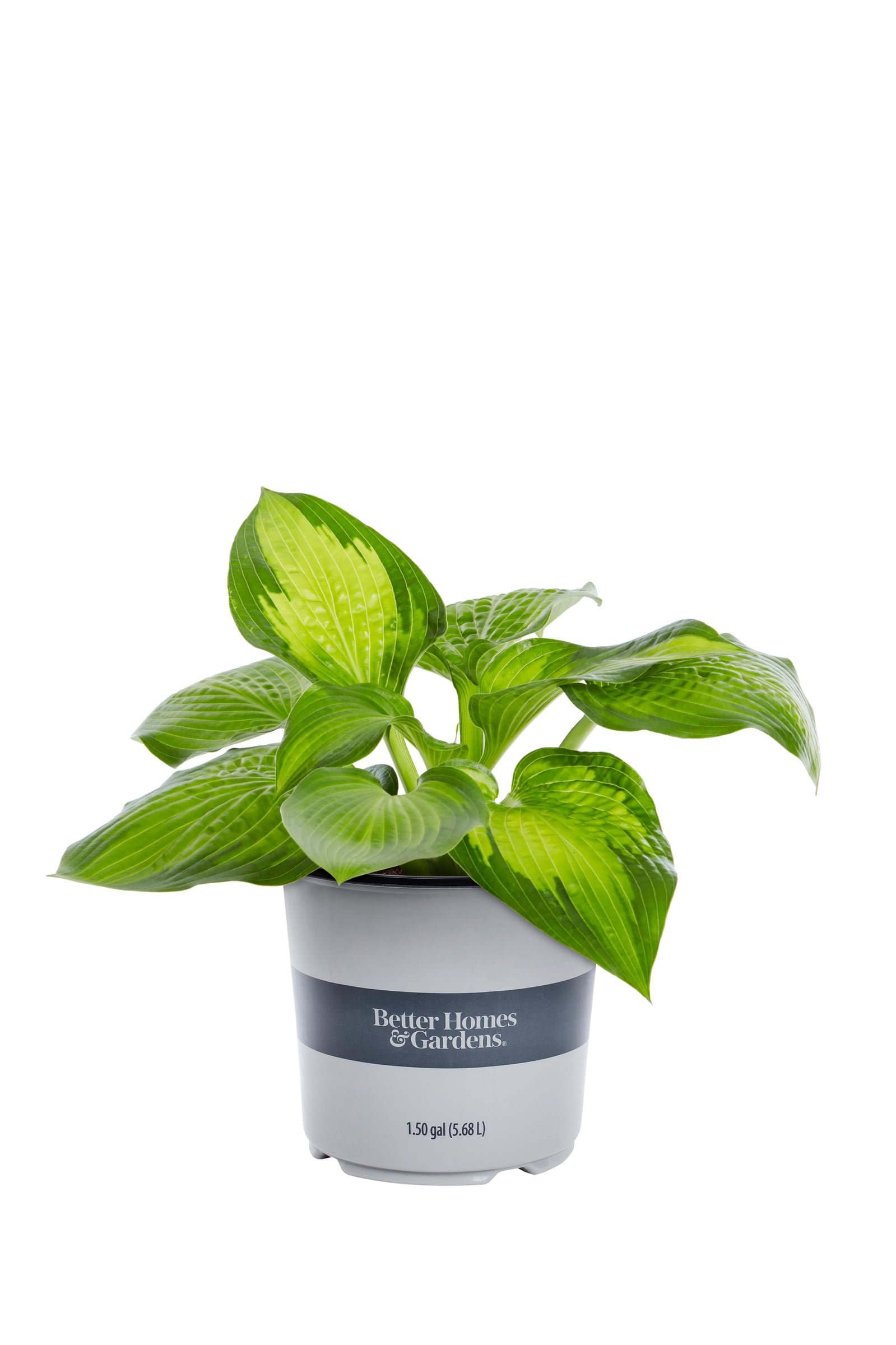 Better Homes & Gardens 1.5G Multicolor Hosta Live Plant Grower Pot Shade