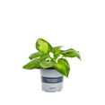 thumbnail image 3 of Better Homes & Gardens 1.5G Multicolor Hosta Live Plant Grower Pot Shade, 3 of 5