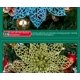 thumbnail image 2 of adorno de árbol de Navidad con purpurina de nochetia, decoración de flores de Navidad(Ejército Verde)(), 2 of 4