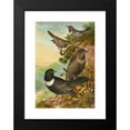 thumbnail image 2 of Johann Friedrich Naumann 11x14 Black Modern Framed Museum Art Print Titled - Sylvia Torquatus, 2 of 5