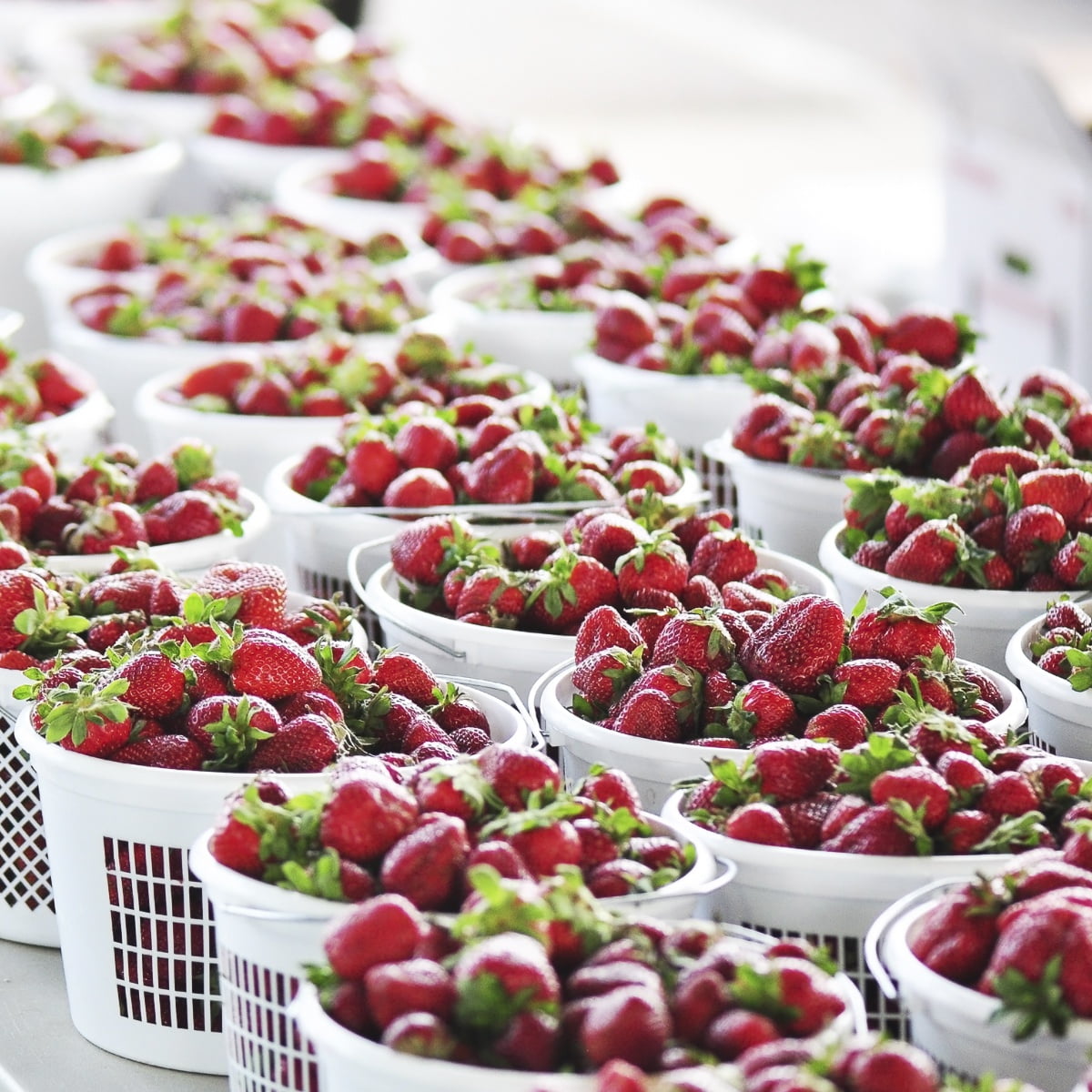 Van Zyverden Everbearing Strawberries Quinault Set of 10 Plant Roots White Full Sun