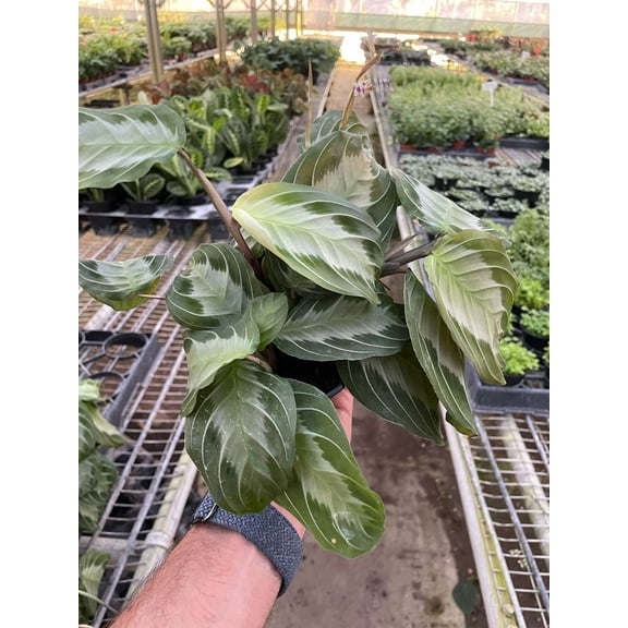 Maranta Silver Band Live Plant for Indoor | Different Houseplants in 4'' & 6'' Pot | Real House Plant for Living Room, Office, Desk & Bathroom | Prayer Plant | Maranta Leuconeura