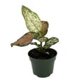 thumbnail image 2 of Wishes Chinese Evergreen Plant 4" Pot - Aglaonema - Low Light, 2 of 2
