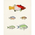 thumbnail image 2 of Unknown  26x32 White Modern Wood Framed Museum Art Print Titled - Colorful Tropical Fish I, 2 of 4