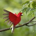 thumbnail image 3 of Estatua de loro, adorno de pájaro, guacamayo realista, loro, guacamayo artificial con plumas Rojo, 3 of 6