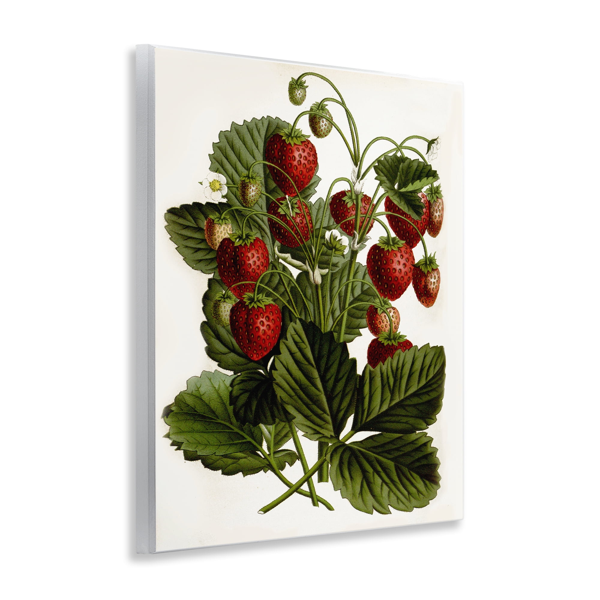 Stupell Industries Strawberry Plant Study Food & Beverage Painting Unframed Art Print Wall Art, 11 x 14