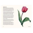 thumbnail image 4 of Little Book of Natural Wonders Tulips: A Little Book of Flowers, (Hardcover), 4 of 6